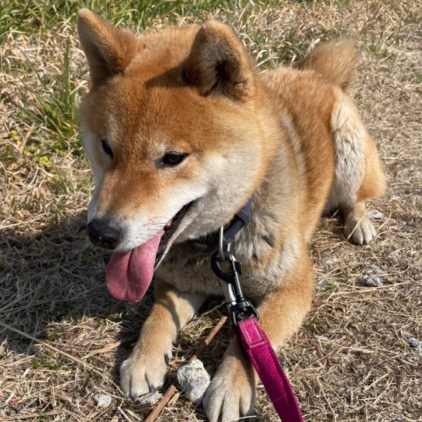 柴犬　グー