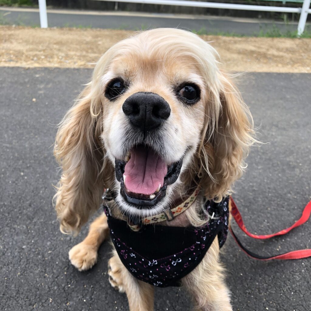 アメリカンコッカ―スパニエル　犬　キナ