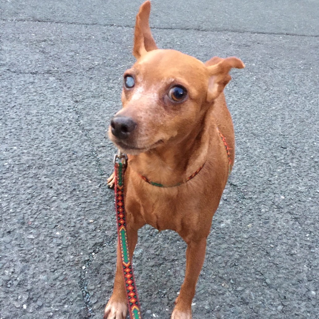 ミニチュアピンシャー　犬　るぅ