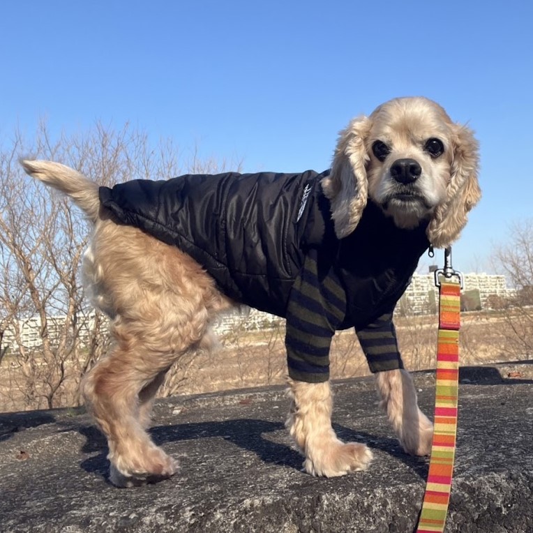 アメリカンコッカ―スパニエル　犬　キナ