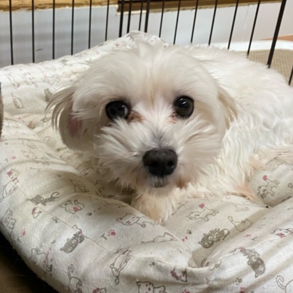 マルチーズ　犬　絹