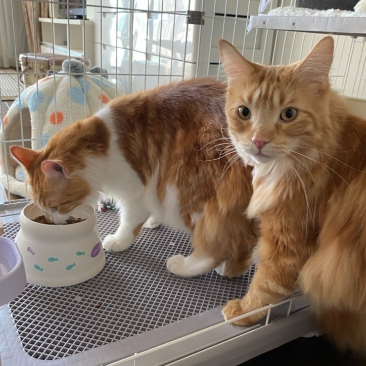 メインクーン　猫　レン　コン　2502