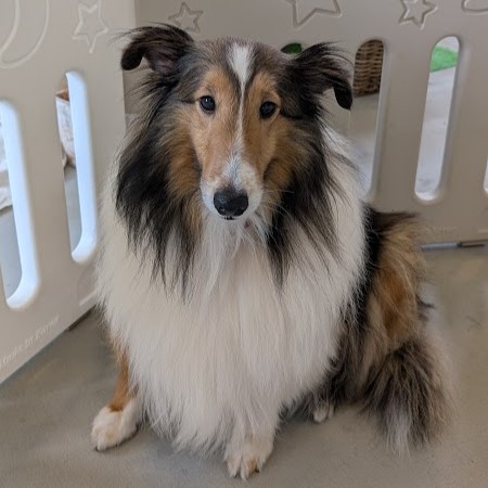 シェットランドシープドッグ　犬　チェルシー　2504