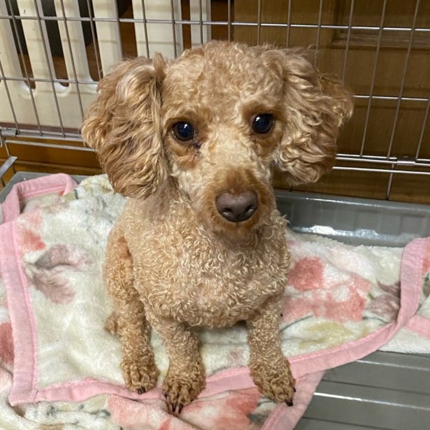 トイプードル　犬　風季　2505