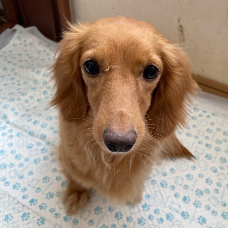 ミニチュアダックスフンド　犬　カロン　