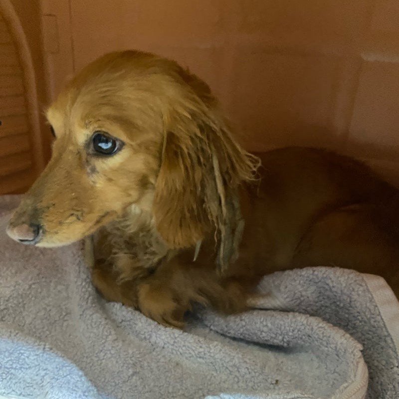 ミニチュアダックスフンド 犬 カロン 2505