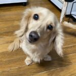 ミニチュアダックスフンド　犬　ユエン　2505