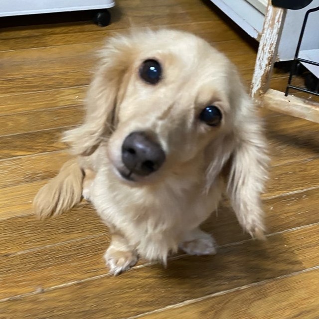 ミニチュアダックスフンド　犬　ユエン