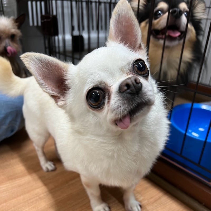 チワワ　犬　アンジュ　2506