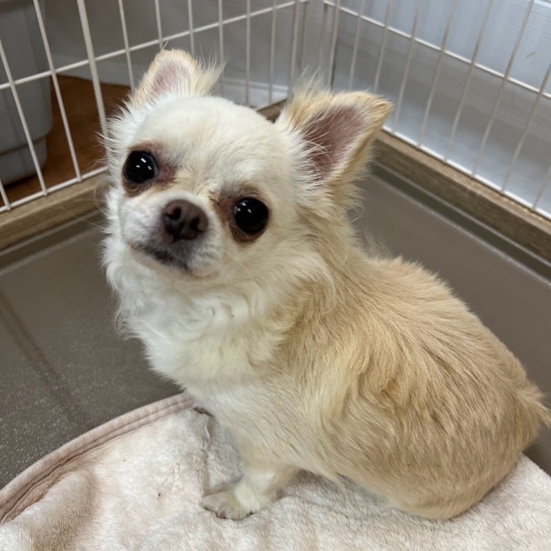 チワワ　犬　ハンナ　2506