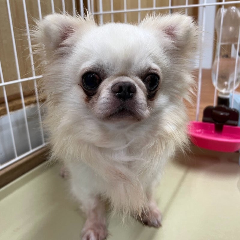 チワワ　犬　ハリー　2506