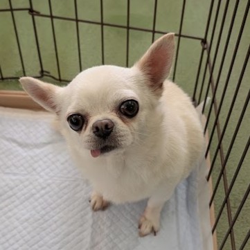 チワワ　犬　アンジュ　2506