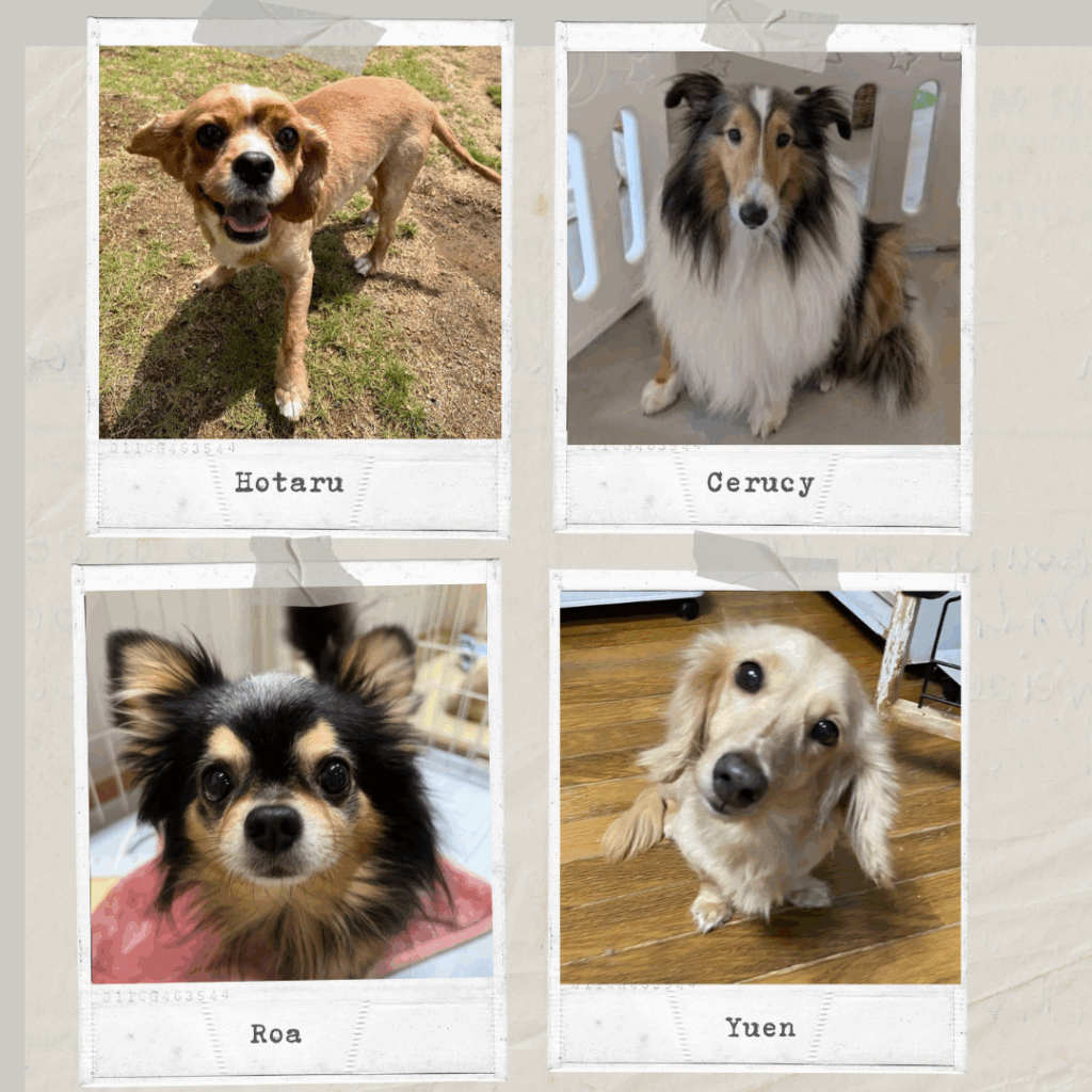 20250817　譲渡会