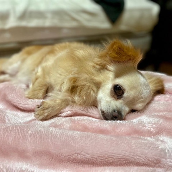 チワワ　犬　ユラ　2508