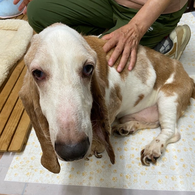バセットハウンド　犬　純　2507