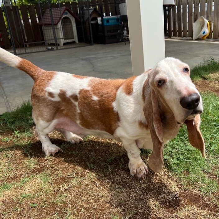 バセットハウンド　犬　純　2507