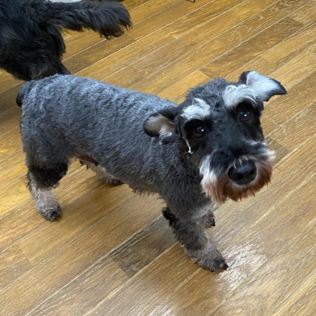 ミニチュアシュナウザー 犬 つゆ 2509