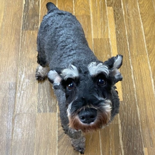 ミニチュアシュナウザー 犬 つゆ 2509