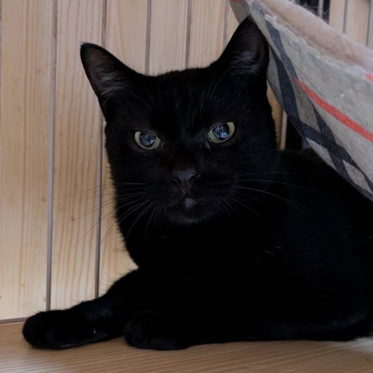 黒猫　やまと　2509