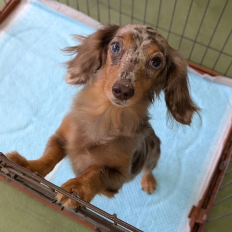 ミニチュアダックスフンド 犬 Q 2509