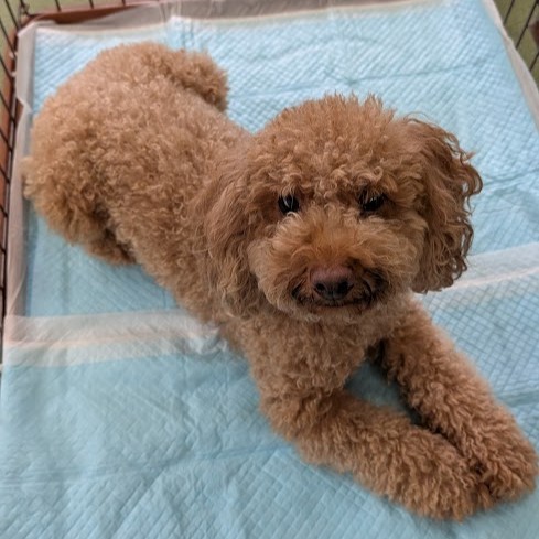 トイプードル 犬 風季 2509