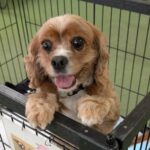 ミックス(キャバリアｘアメコカ)　犬　蛍　2509