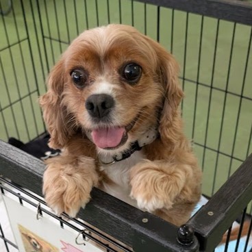 ミックス(キャバリアxアメコカ) 犬 蛍 2509