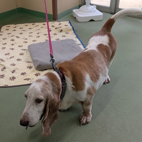 バセットハウンド 犬 純 2509