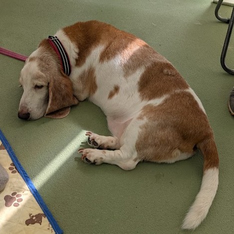 バセットハウンド 犬 純 2509