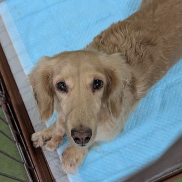 ミニチュアダックスフンド 犬 ヴィーナス 2509