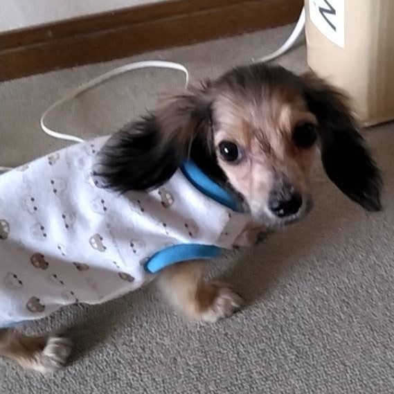 ダックス　犬　メロ　2510　天国