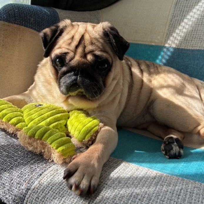 パグ　犬　チャンプ　2511