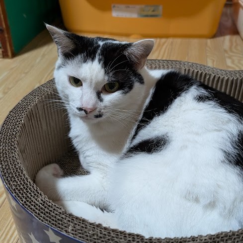 白黒猫 チップ 2511