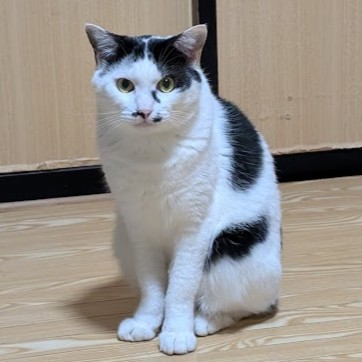 白黒猫 チップ 2511