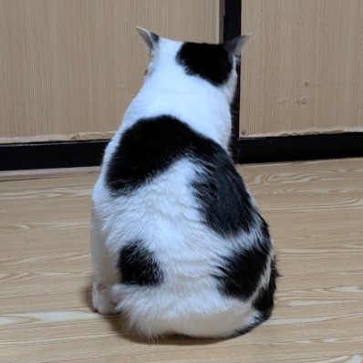 白黒猫 チップ 2511