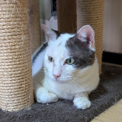 サバ白猫 デール 2508