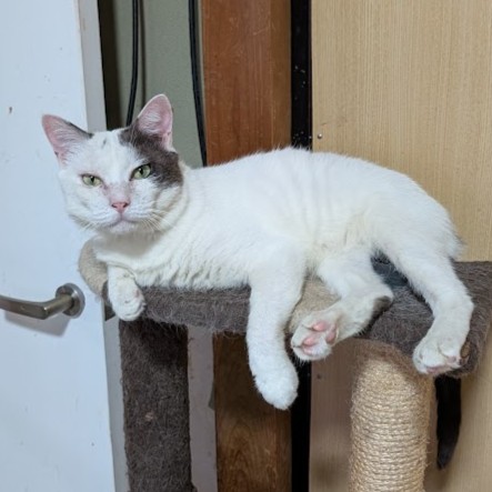 サバ白猫 デール 2508