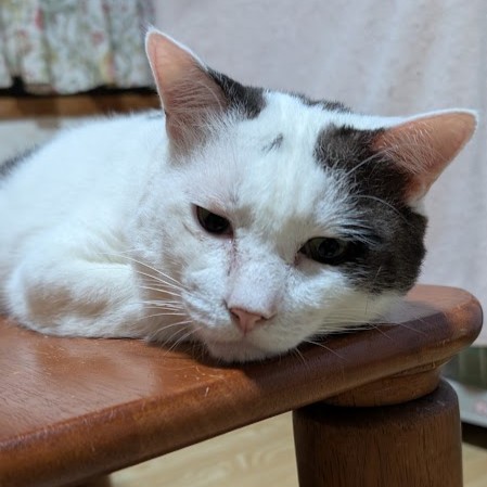 サバ白猫　デール　2511