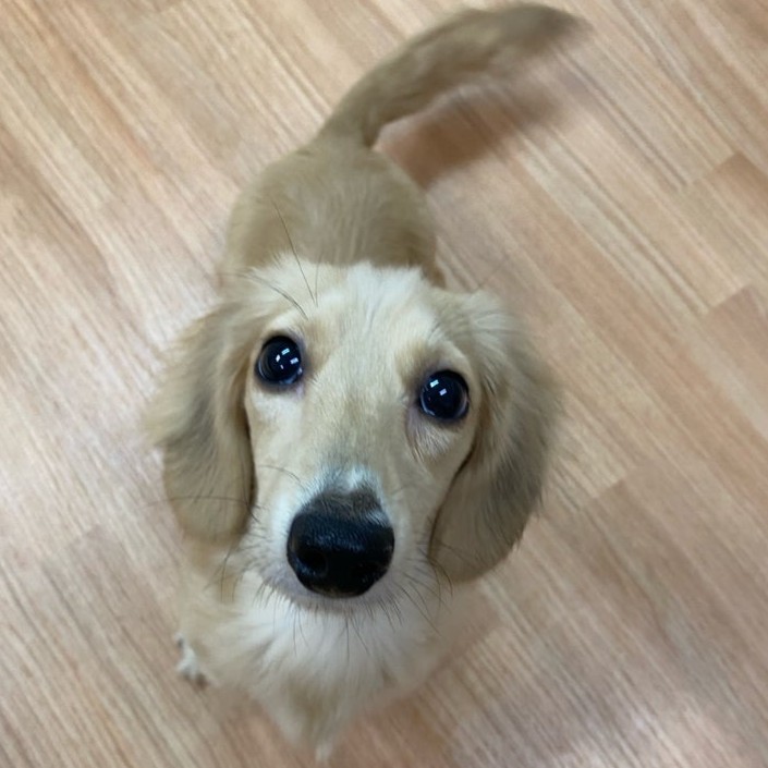 ミニチュアダックス　犬　リコ　2511