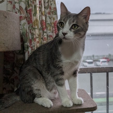 グレーサバ白猫 りずむ 2508