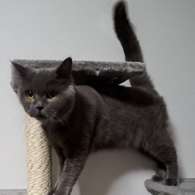 ブリティッシュショートヘア ルカ 2511