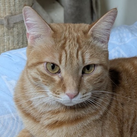 茶トラ猫　草　2511