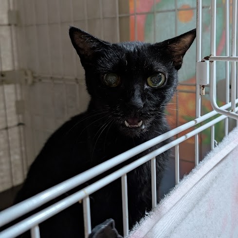 黒猫 タンゴ 2508