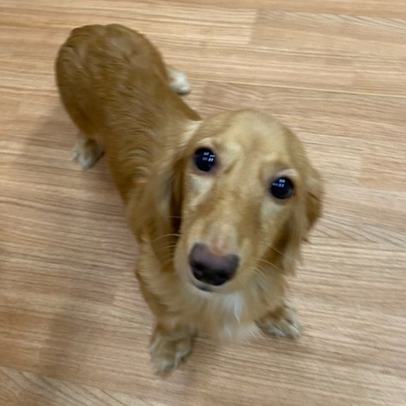 ミニチュアダックス　犬　よう　2511