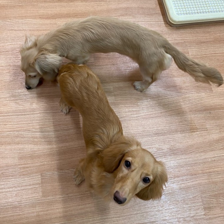 ミニチュアダックス　犬　よう　リコ　2511