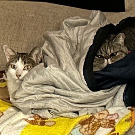 猫　いぶき　つくし　2512