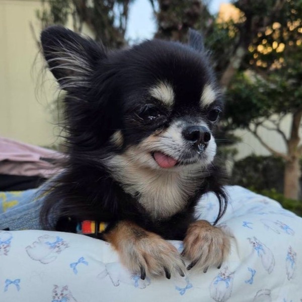 チワワ　犬　セン　2512