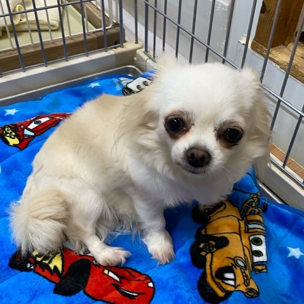 チワワ　犬　撫子　2512　天国