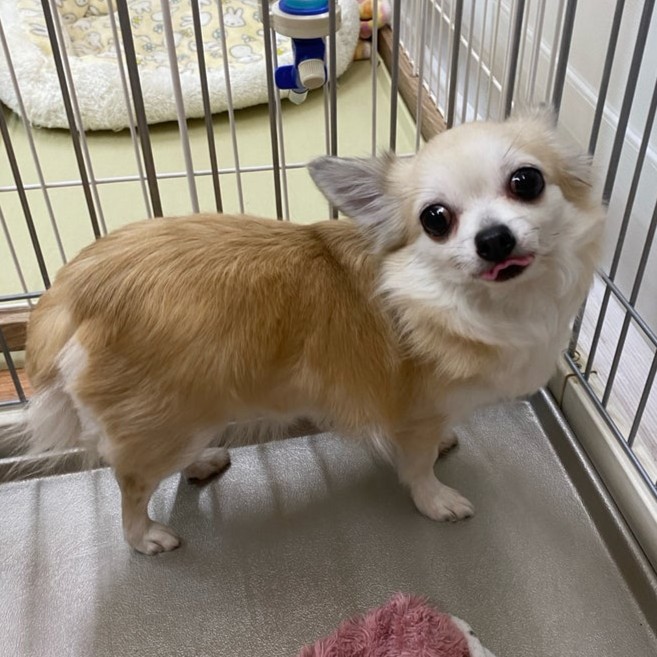 チワワ　千明　2512