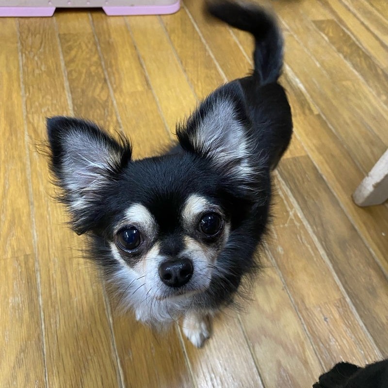 チワワ　恵那　2512